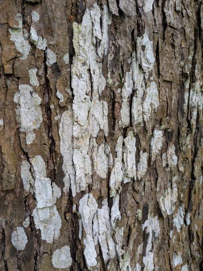 Corteza en placas de forma y tamaño desigual. Encima tiene líquenes blancos que parecen manchas de pintura.