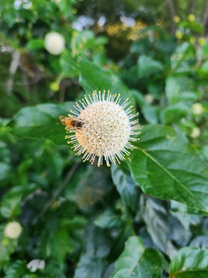 Against a backdrop of green leaves we see a single white flower that is the shape is a small golf ball, but there are small spikes protruding from the surface all around the central ball. On the left side of this flower is a bee, head towards us.