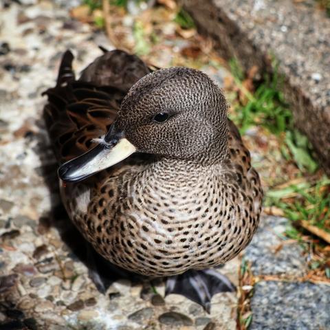 A top-down, close-up shot of a small, brown duck, likely a Teal, standing on a textured, stony ground. The duck's plumage is a beautiful pattern of dark brown and beige-white speckles across its body and head. Its beak is dark with a distinctive pale yellow stripe. The eye is a small, dark bead. The duck's webbed feet are partially visible beneath its body. In the upper right, some green grass and a grey concrete edge are visible, while the background consists of dry leaves and more stones.