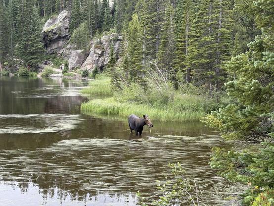 Moose at bear lake, eating in the water.