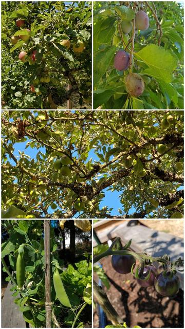 A five-image collage composition, split into 2x2 grid, with an additional image occupying the middle space. The top left features apples growing on trees, blurred wooden fence in the background, in daytime. The top right shows close up image of the plums hanging from a branch with green foliage in the background. Middle image is filled with branches with growing apples, blue sky visible between the branches. Bottom left includes pea plants and wooden sticks with garden bed in the background. Bottom right includes a shoot of tomatoes with unripe tomatoes in the garden bed.