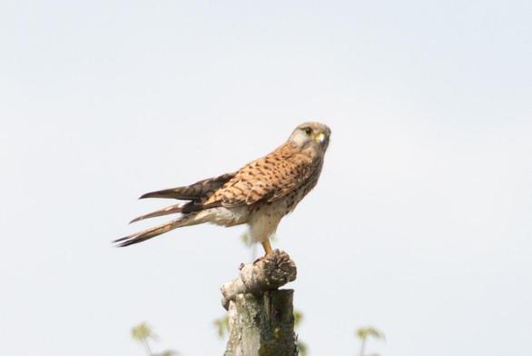 Ein brauner Vogel (Turmfalke) sitzt auf einem Pfahl und blickt seitlich in die kamera