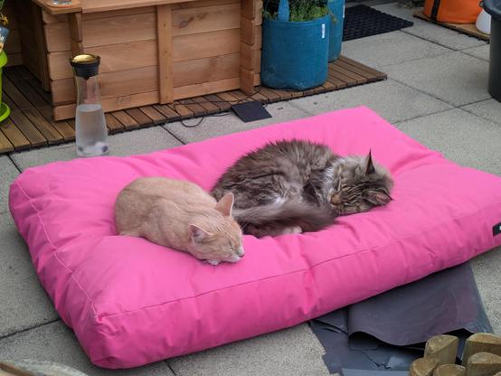 Two cats, one ginger tabby and one black tabby with white Maine Coon, share a big pink cushion on a terrace with various other colourful pots etc. visible in the background