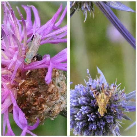 Collage aus zwei Fotos. Links eine Nahaufnahme einer rosaroten Flockenblumenblüte mit einem winzigen Insekt mit leuchtend hellgrünen Augen. Länglicher Körper mit Flügeln, silbrig bzw transparent anmutend, das Tierchen. An den Flügelenden rote Flecken, gelbe Haxerl, dunkle Legeröhre. Das rechte Foto zeigt in Nahaufnahme eine kugelige blaulila Blüte. Darauf sitzt ein ockergelbes Tierchen. Am Körper verteilt unterschiedlich kleine schwarze Punkte. Lange braune Legeröhre. Flügel transprent-braun gestreift, sieht aus als wären die Flügel fedrig, wegen den transparenten Streifen. Grüne Facettenaugen.