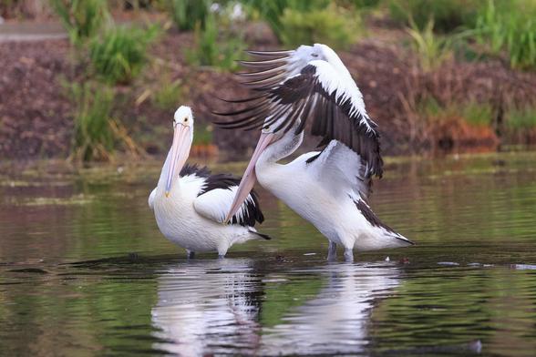 Two pelicans standing on a submerged fence in a lake. The right hand one is caught mid-flap, with wings raised and the leading feathers extended forward like fingers.