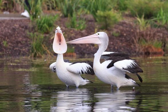 Two pelicans standing on a submerged fence in a lake. The rear (left) one has its head towards the camera, bill open and pouch puffed out to maximum size. The right one faces left, bill closed and horizontal. Both have their black and white wings slightly raised off their bodies (airing them out).