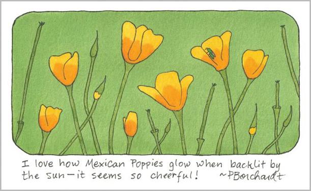 My watercolor and pen art of Mexican Poppies in bloom, Tucson, AZ.