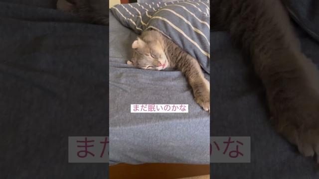 モーニング #アメリカンカール #ねこ動画  #cat #animalshorts