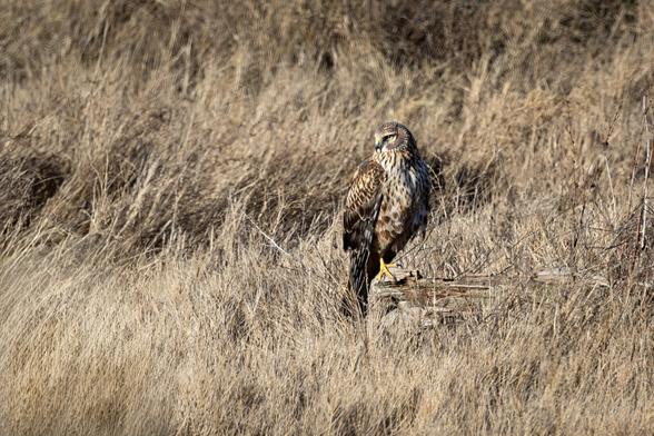 A Northern Harrier sits on a log in a golden grass field.