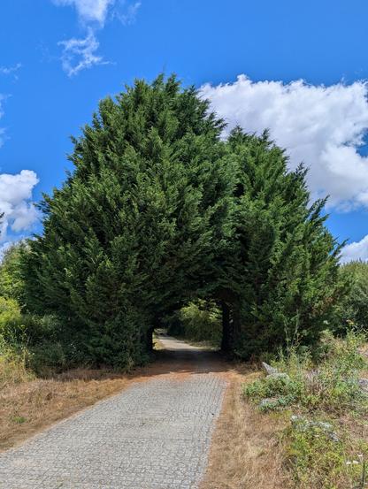 An arc made by two very healthy looking evergreens