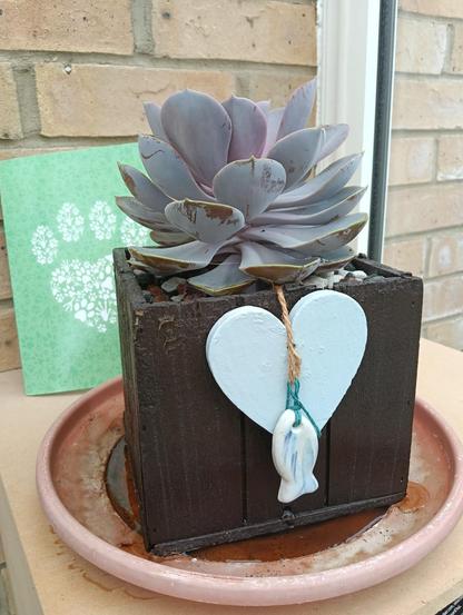 photo of purple succulent in square box with blue heart and fish hanging off.
