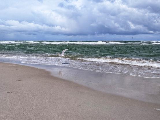 A scenic shot of a beach on a cloudy day. In the foreground, the wet sand of the beach is visible, with gentle waves lapping at the shore, creating a foamy white line. A single white seagull with its wings spread is flying low over the water, seemingly just above the breaking waves. In the middle ground, the sea stretches out with numerous green-blue waves, some of which are capped with white foam, indicating a rougher sea. The horizon line is visible where the sea meets a dramatic sky filled with heavy, dark grey clouds, suggesting an overcast or stormy day. In the far distance, faint shapes of what appear to be kitesurfers or windsurfers can be seen against the sky. The overall impression is one of a wild and natural coastal scene.