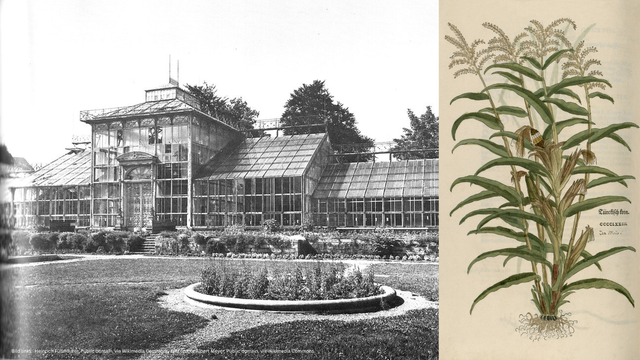 Collage vom Gewächshaus im Alten Botanischen Garten und der Zeichnung des "Türkisch Korn" aus Leonhard Fuchs' Kräuterbuch. Bild links: Heinrich Füllmaurer, Public domain, via Wikimedia Commons, Bild rechts:Albert Meyer, Public domain, via Wikimedia Commons.