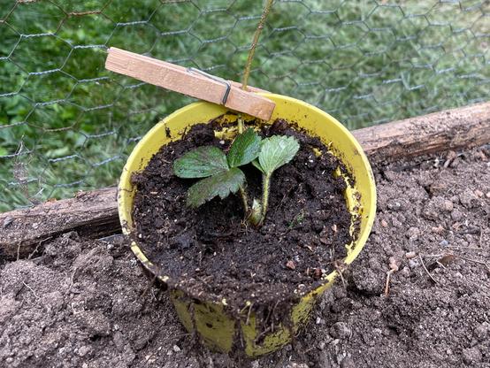 Strawberry runner sunk into potting soil in a yellow plastic pot and held in place with a wood clothespin.
