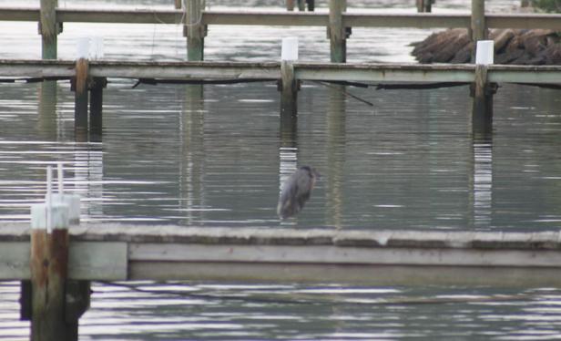 Bird on Dock Heron