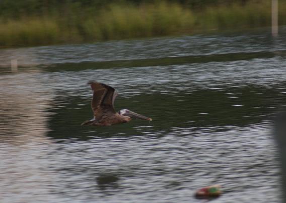 Pelican in flight