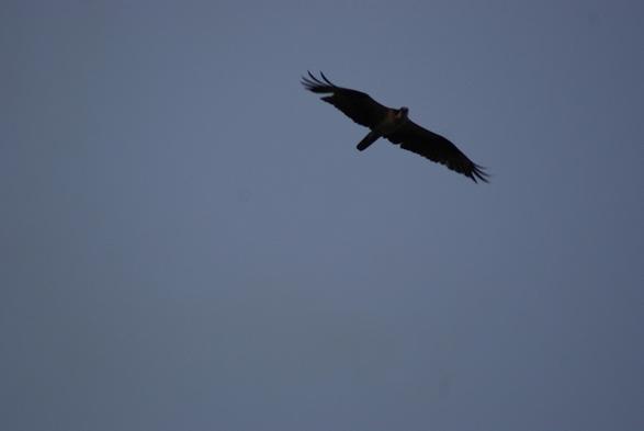 Bird in flight