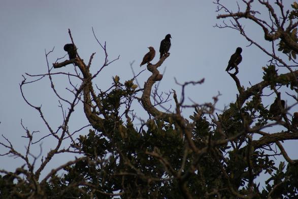 Birds in a tree