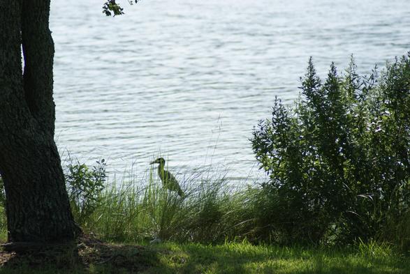 Heron in the grass