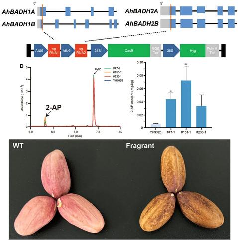 A combination of diagrams, graphs and morphological images of WT and Fragrant peanut lines illustrates that targeted knockout of the betaine aldehyde dehydrogenase genes AhBADH1 and AhBADH2 using CRISPR/Cas9 produces mutant lines with significantly elevated 2-acetyl-1-pyrroline levels and a strong aroma, marking the first creation of fragrant peanut lines.