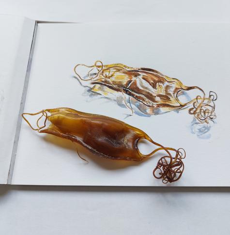 'Mermaids purse' and watercolour painting of it behind