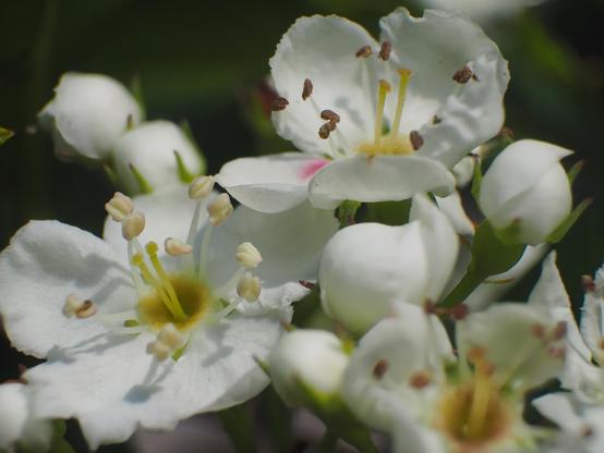 Macro photograph of delicate white blossoms: papery white petals surround pale yellow–green centers bristling with slender stamens capped in warm brown pollen. Sunlight from the upper left skims the flowers, carving gentle highlights and shadows that reveal fine crinkles and ripples in the petals. Clusters of smooth, closed buds nestle among the open blooms, their round forms contrasting with the intricate interiors. The background recedes into a soft, deep-green blur, making the foreground petals appear luminous and almost three-dimensional.