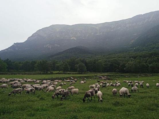 La ramaderia va a la baixa: queden dos ramats amb 800 ovelles (Emma Rojas)