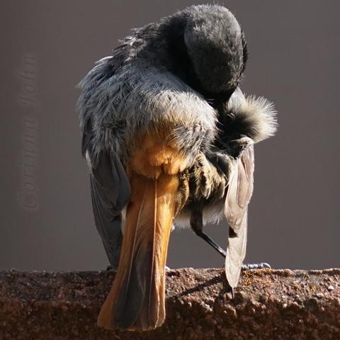 Ein Hausrotschwanz-Männchen putzt sich. Der Schnabel steckt unterm Flügel, daneben steht Flaum hoch.