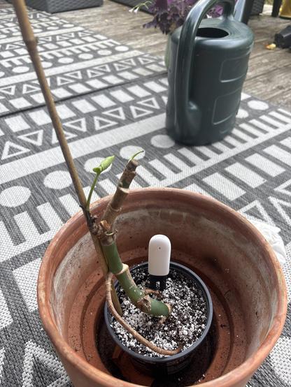 What’s left of a monstera with some leaf growth. It’s in a small plastic pot inside an oversized terracotta outer pot.