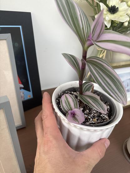 Tradescantia - a green and purple striped leaf plant with a side shoot.
