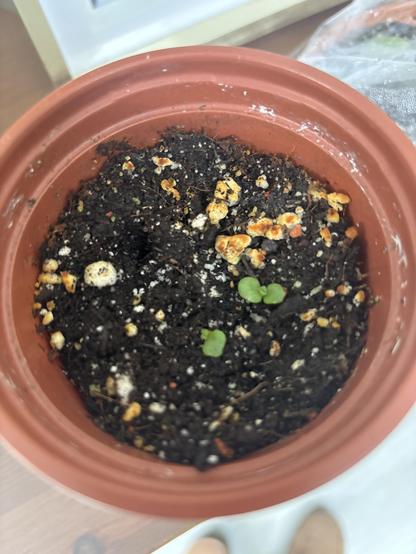 Two tiny jade plants. Or might be weeds.