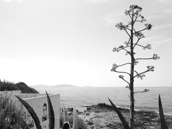 View of the Mediterranean coast in Carro with a large agave flower in the foreground. (Version françæ) Vue dal côte méditerranéæn à Carro avec æn granx fleur d’agave al premiær plan.