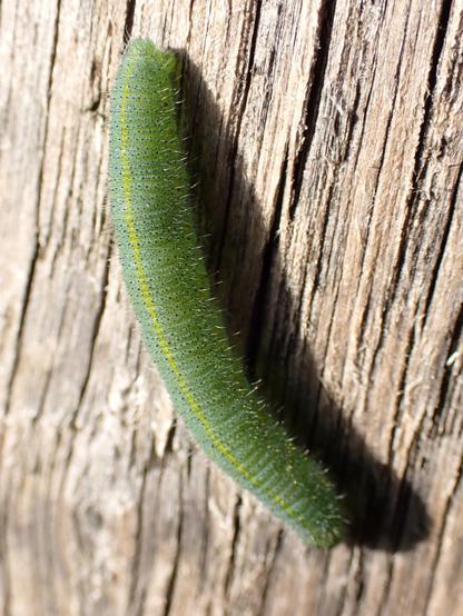 Chenille de la Piéride de la Rave (Pieris rapae).
Small white / Cabbage white / Cabbage butterfly (Pieris rapae) caterpillar.