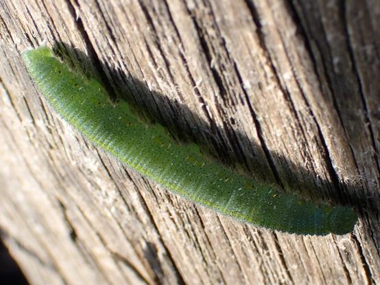 Chenille de la Piéride de la Rave (Pieris rapae).
Small white / Cabbage white / Cabbage butterfly (Pieris rapae) caterpillar.