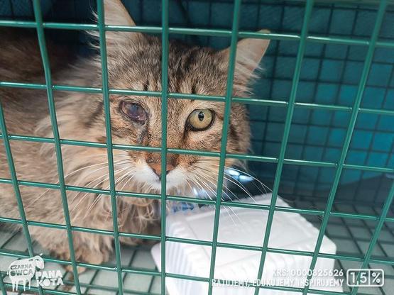 Kudłaty kot z raną oka w klatce łapce.
Logotyp Fundacji Czarna Owca Pana Kota