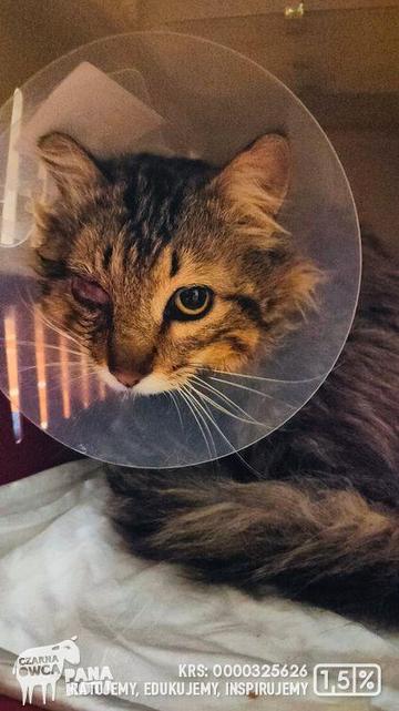 Kudłaty kot z raną oka w kołnierzu weterynaryjnym w transporterze na podkładzie higienicznym.
Logotyp Fundacji Czarna Owca Pana Kota