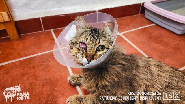 Kudłaty kot z raną oka w kołnierzu weterynaryjnym leżący na podłodze w pomieszczeniu.
Logotyp Fundacji Czarna Owca Pana Kota