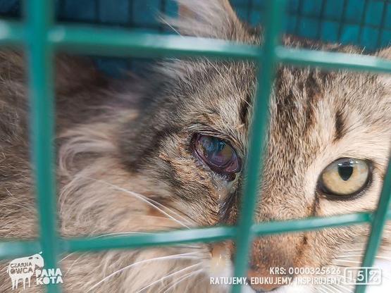 Kudłaty kot z raną oka w klatce łapce.
Logotyp Fundacji Czarna Owca Pana Kota