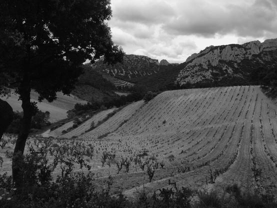 View of young vines in a wavy field against a backdrop of rocky hills in a Mediterranean landscape. (Version françæ) Vue de jeunes vignes dans æn champ ondulæ al sein d’æn paysage méditerranéæn avec des collines rocheux à l’horizon.