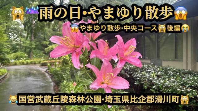 【プレミア】【４Ｋ】🙀☔雨の日・やまゆり散歩・パート２（後編）😱やまゆり散歩中央コース（３ｋｍ）😹埼玉県比企郡滑川町(23m51s）🤣BGM:#riokazumiのピアノ語り