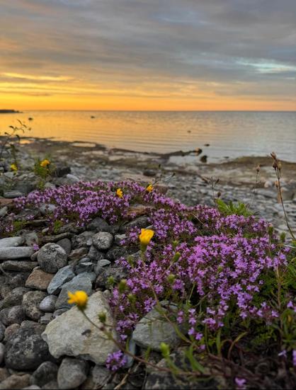 Pequeñas flores moradas y amarillas que crecen en las playas rocosas del Báltico.
