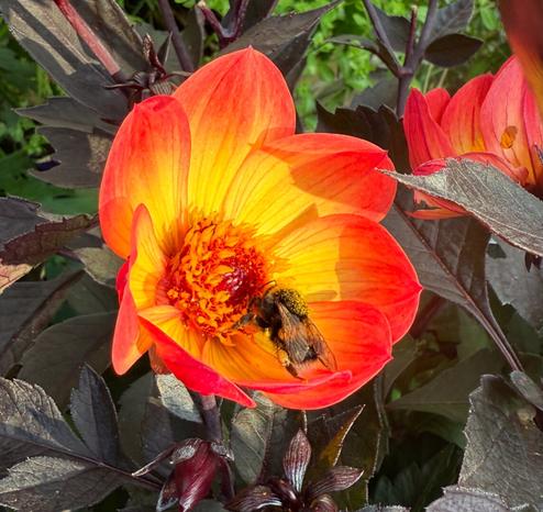A bumble bee collects pollen from a bright orange single petal dahlia flower.