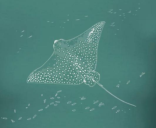 Rochen mit ein paar Fischen