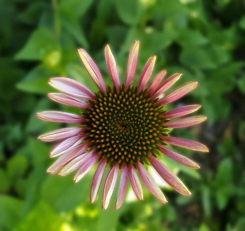 A close-up photo showcases an Echinacea flower, partially open and vibrant. The flower has downward-sloping, pale pink petals, each tipped with a hint of yellow. At the flower's center is a prominent, dome-shaped cone with spiky, brown textures. The background consists of blurred green foliage, with soft and varying shades creating depth. The flower appears healthy and newly bloomed.