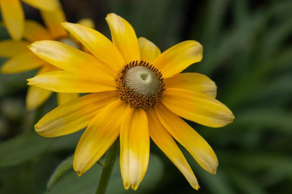 A yellow flower