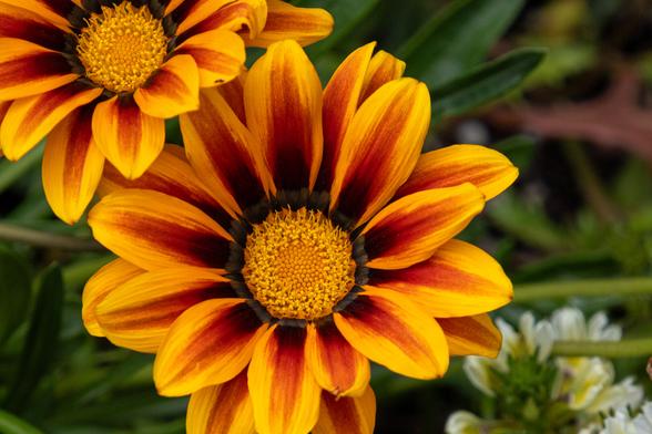 Orange and black flowers