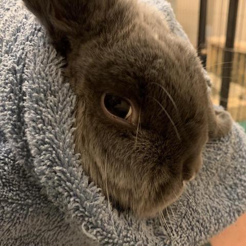 Chive, a grey lop bunny with white spots on her nose and forehead, gives strong side-eye from her right eye at the person who has wrapped all but her head in a towel.