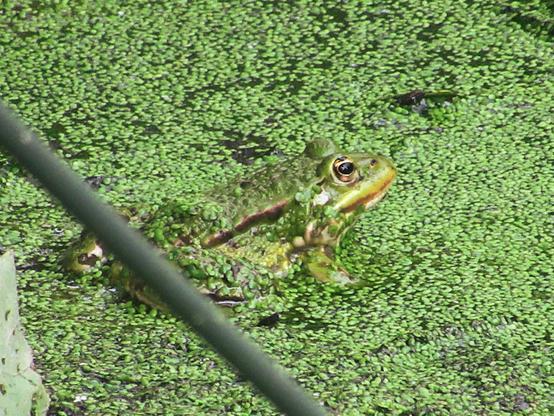 Ein Teichfrosch guckt aus einem Teich, gut getarnt.