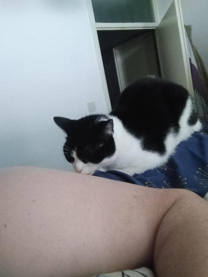 Black and white cat sits on my hip and licks my side while I lay in bed on my other side under a blue dueve cover.
My upperarm takes up a third of the lower part of the picture.