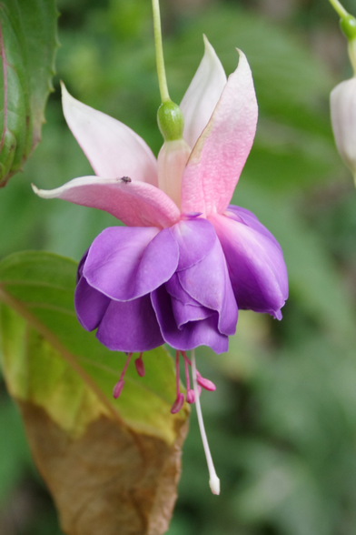 Violette hängende Blüte.